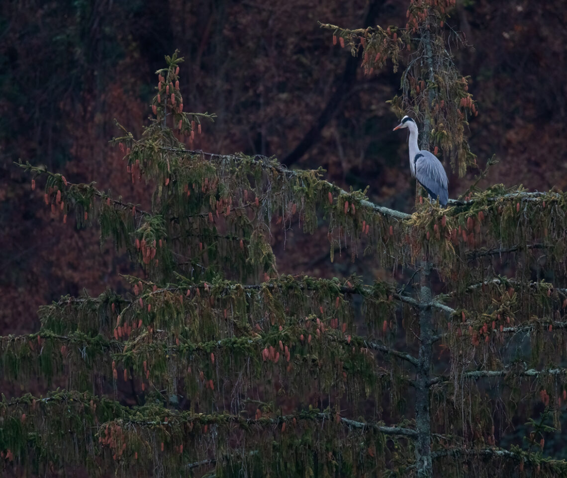 In un mosaico di pigne rosse si erge, elegante, un airone cenerino (Ardea cinerea). Prealpi Giulie, Italia.