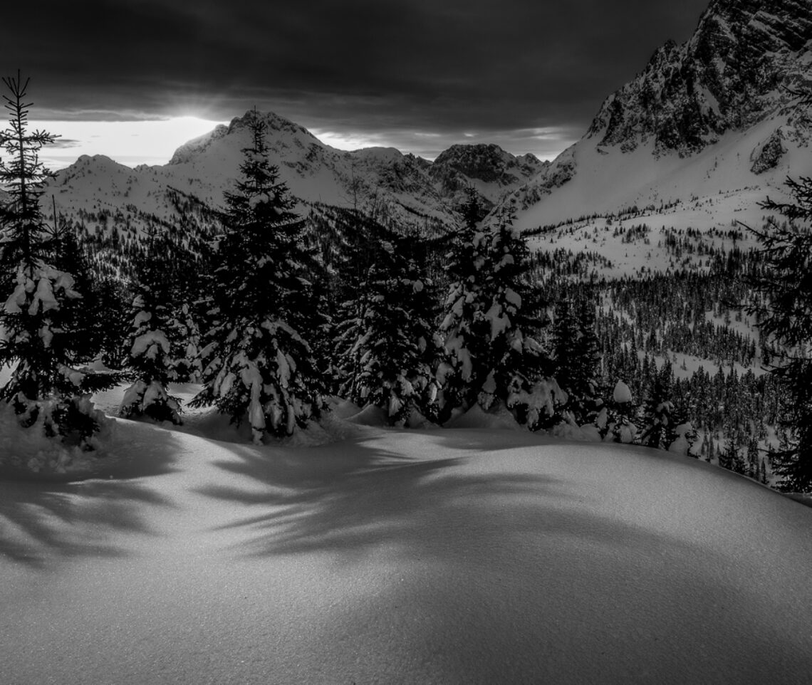 Le sagome degli abeti ancora ricoperti di neve vengono proiettate sul manto bianco da un’alba tanto attesa dopo una notte glaciale. Alpi Carniche, Italia.