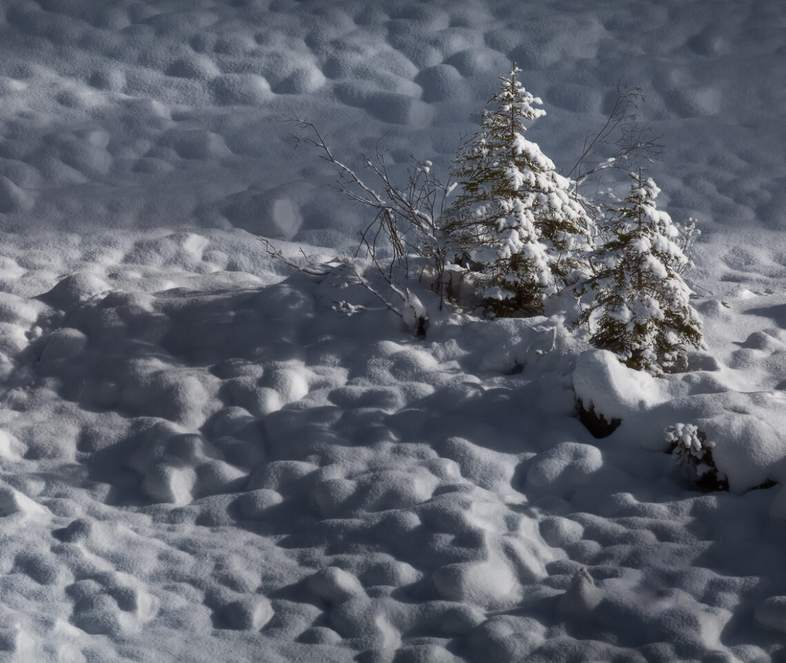 Il sole radente scolpisce le ombre di un inerte greto detritico di fondovalle, appena ricoperto dalla prima nevicata della stagione invernale. La vita, però, è sempre più forte di tutto. Parco Naturale Dolomiti Friulane, Italia.