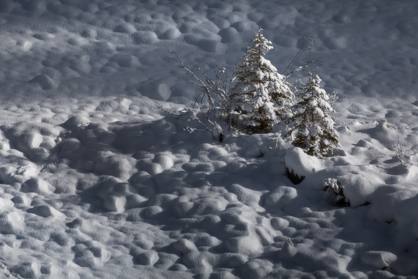 Il sole radente scolpisce le ombre di un inerte greto detritico di fondovalle, appena ricoperto dalla prima nevicata della stagione invernale. La vita, però, è sempre più forte di tutto. Parco Naturale Dolomiti Friulane, Italia.