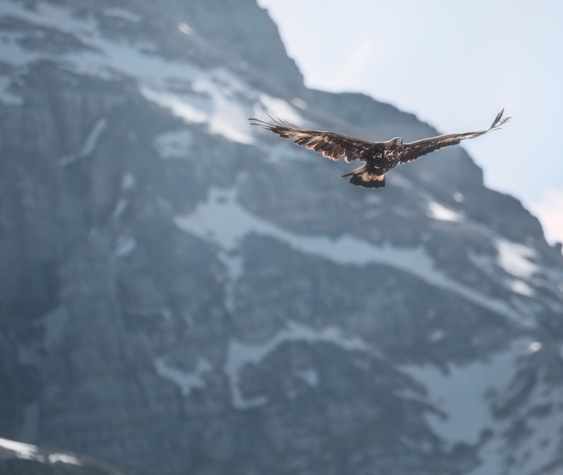 Aquila reale (Aquila chrysaetos) plana all’improvviso dalle vette ancora innevate dall’inverno appena concluso. Alpi Giulie, Italia.