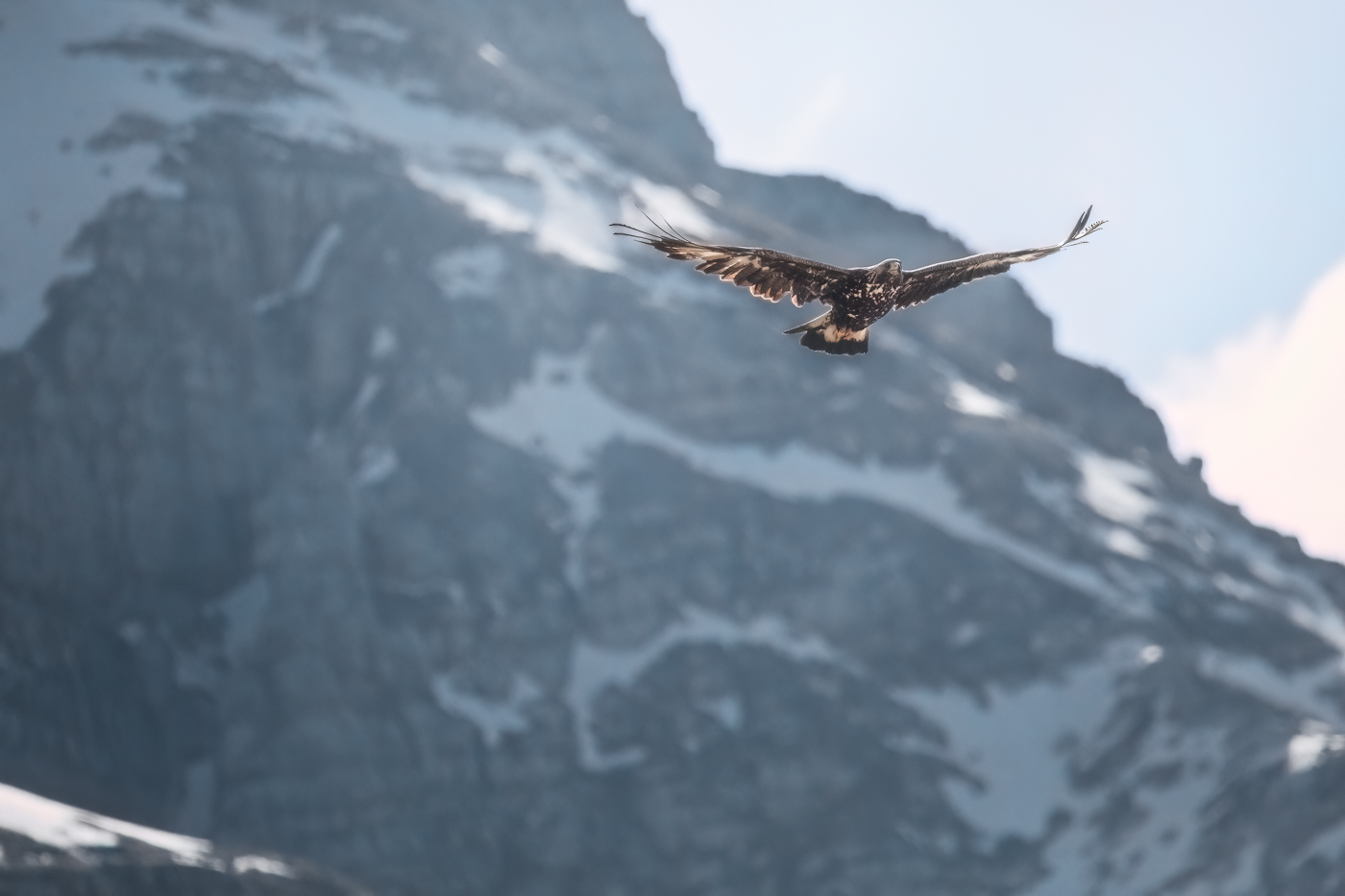 Aquila reale (Aquila chrysaetos) plana all’improvviso dalle vette ancora innevate dall’inverno appena concluso. Alpi Giulie, Italia.
