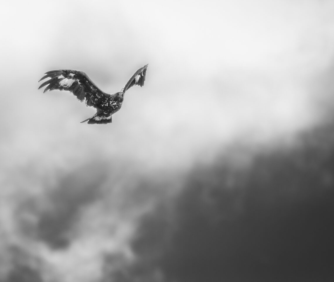 la Regina dei cieli. Aquila reale (Aquila chrysaetos). Alpi Giulie, Italia.