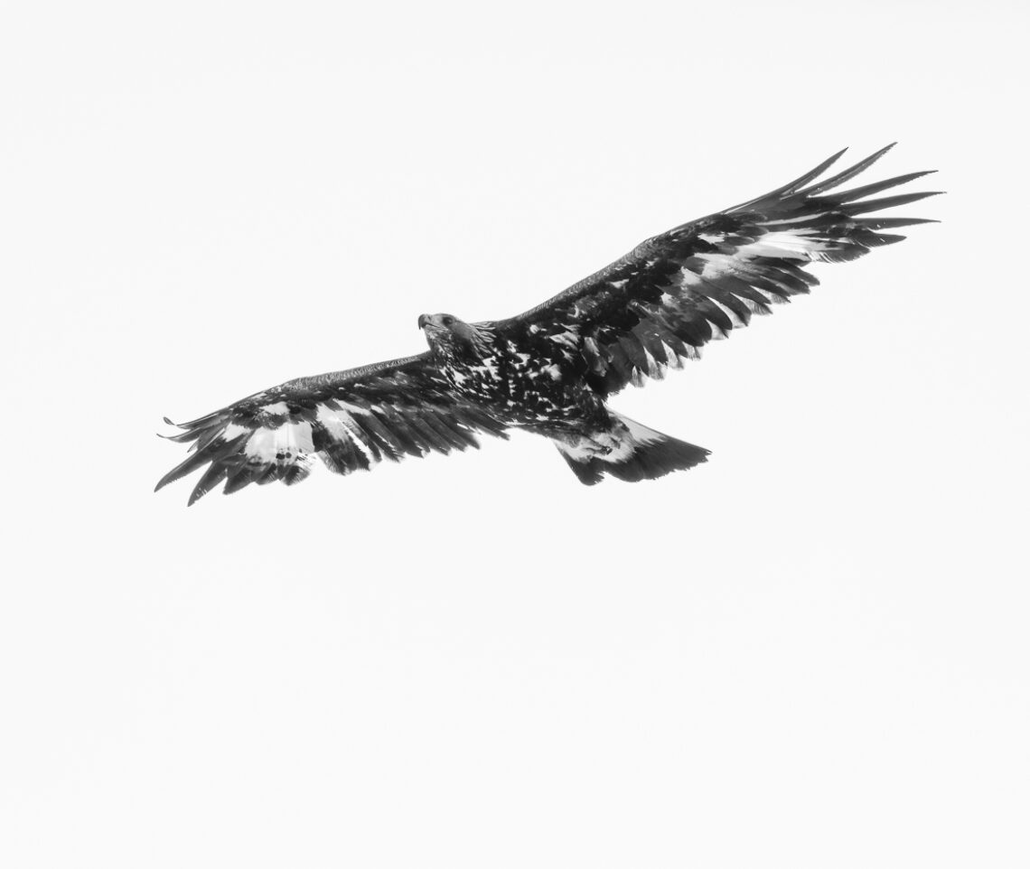 Aquila reale (Aquila chrysaetos) controlla il suo spazio aereo sui cieli delle Alpi Giulie, Italia.