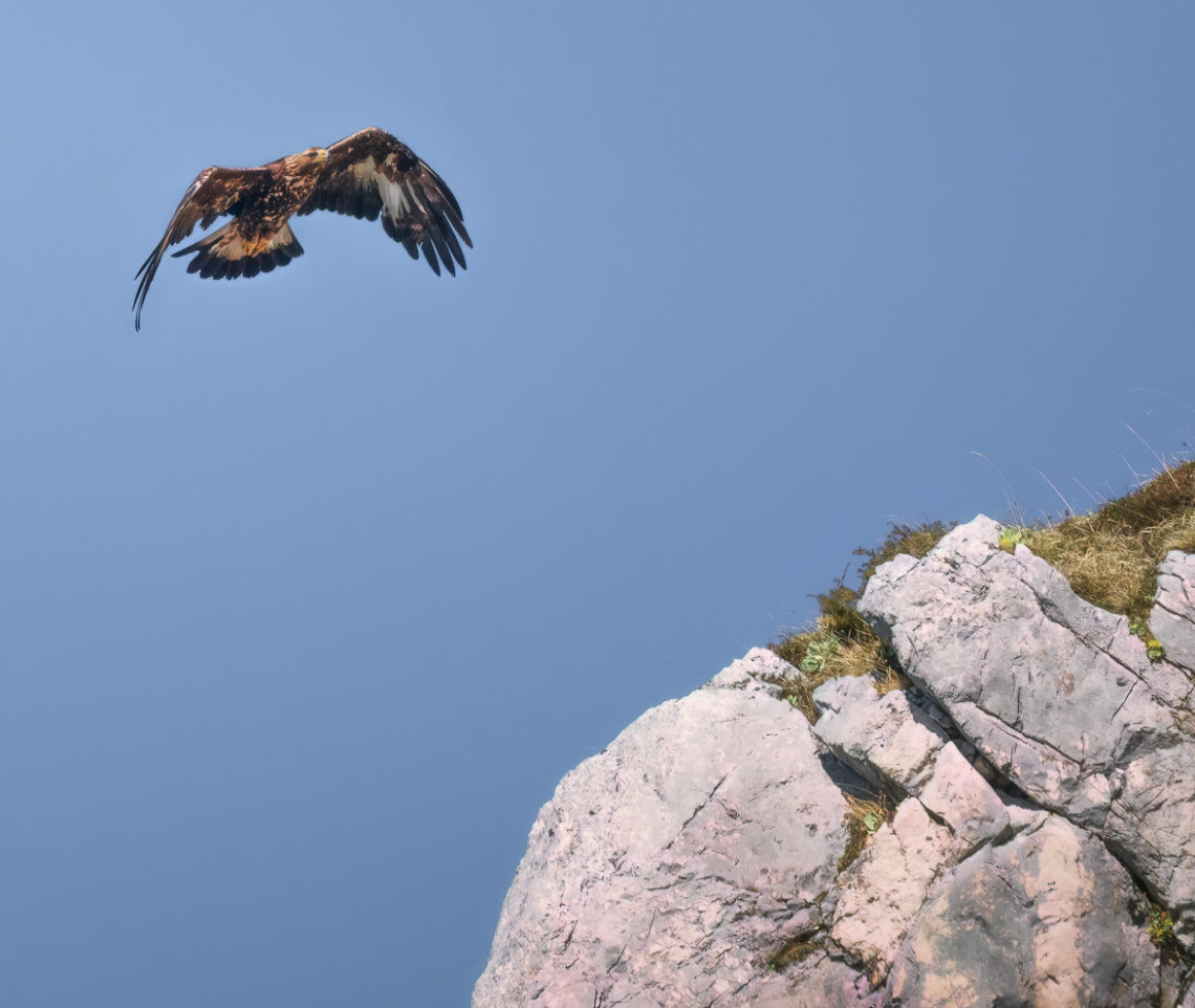 Una splendida aquila reale (Aquila chrysaetos) prende quota per superare le creste rocciose delle Alpi Giulie, Italia.