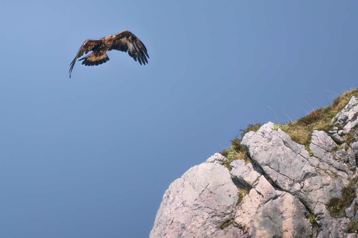 Una splendida aquila reale (Aquila chrysaetos) prende quota per superare le creste rocciose delle Alpi Giulie, Italia.