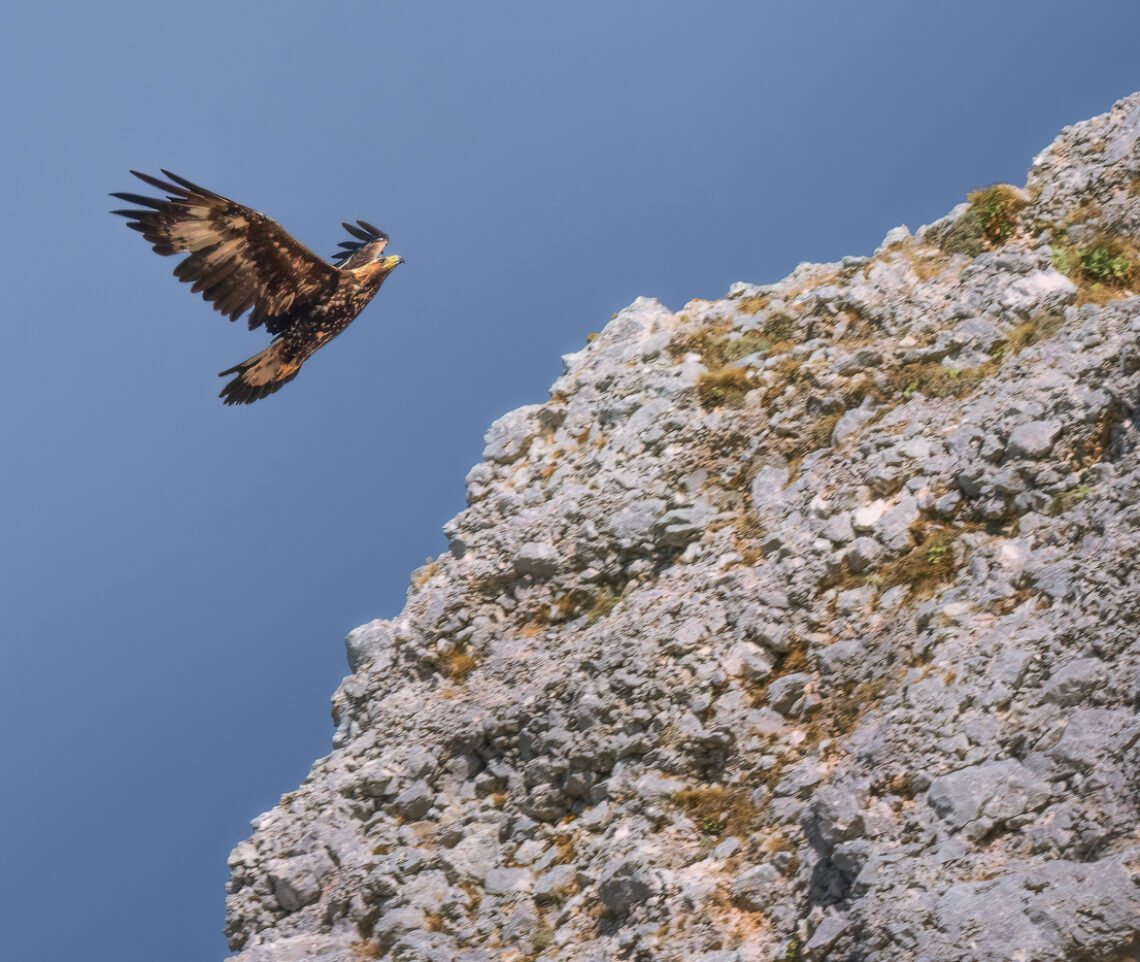 Il dominio dei cieli alpini. Aquila reale (Aquila chrysaetos). Alpi Giulie, Italia.