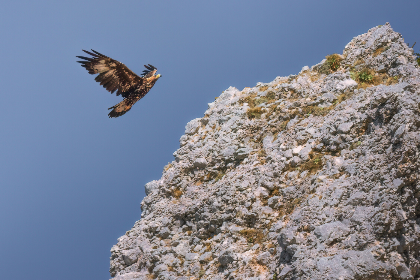 Il dominio dei cieli alpini. Aquila reale (Aquila chrysaetos). Alpi Giulie, Italia.
