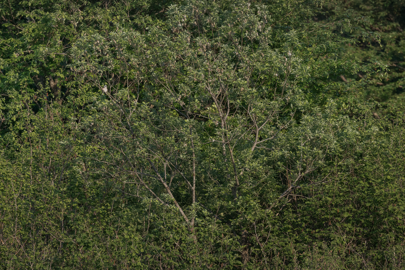 Le fitte trame verdi del bosco rivelano una presenza inequivocabile. Averla piccola (Lanius collurio). Prealpi Carniche, Italia.