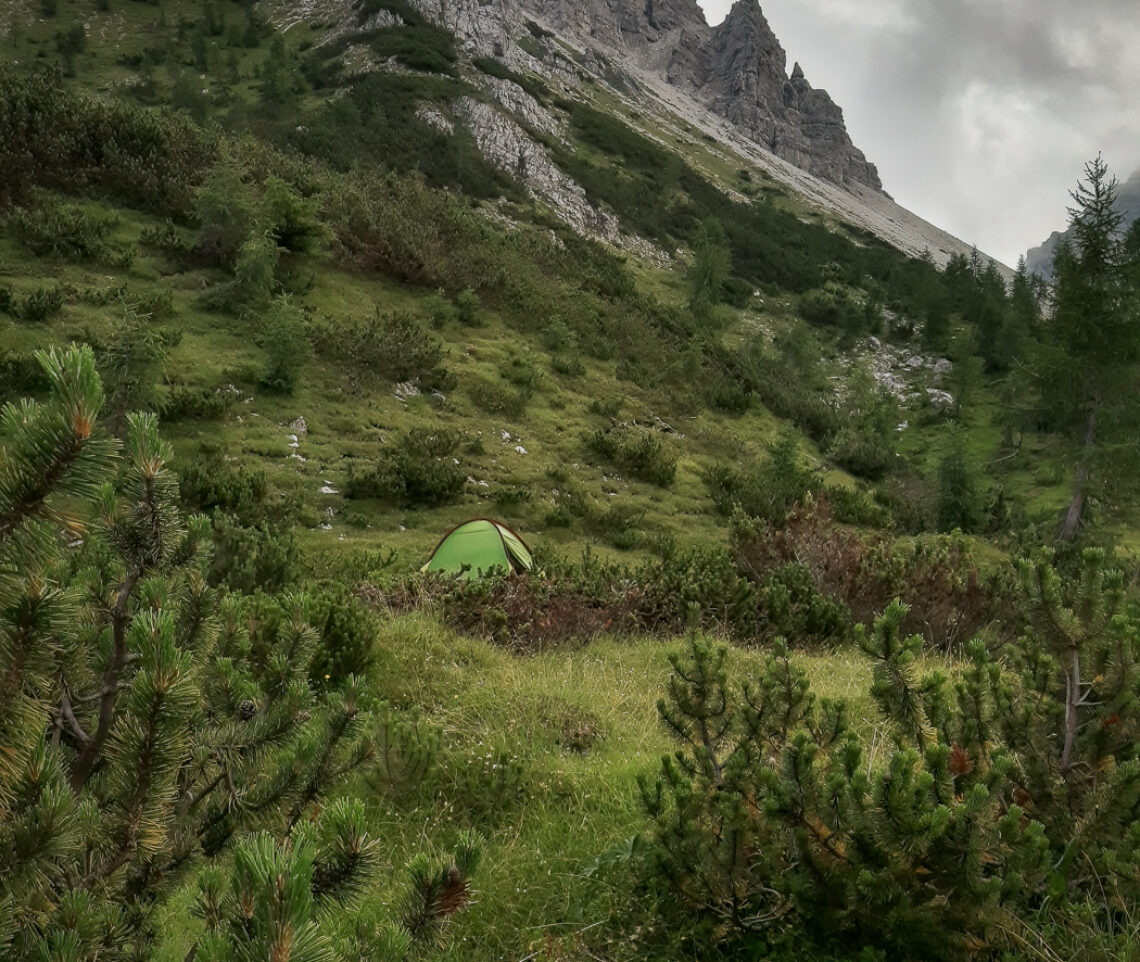 Letto di pini mughi nel Parco Naturale Dolomiti Friulane, Italia.