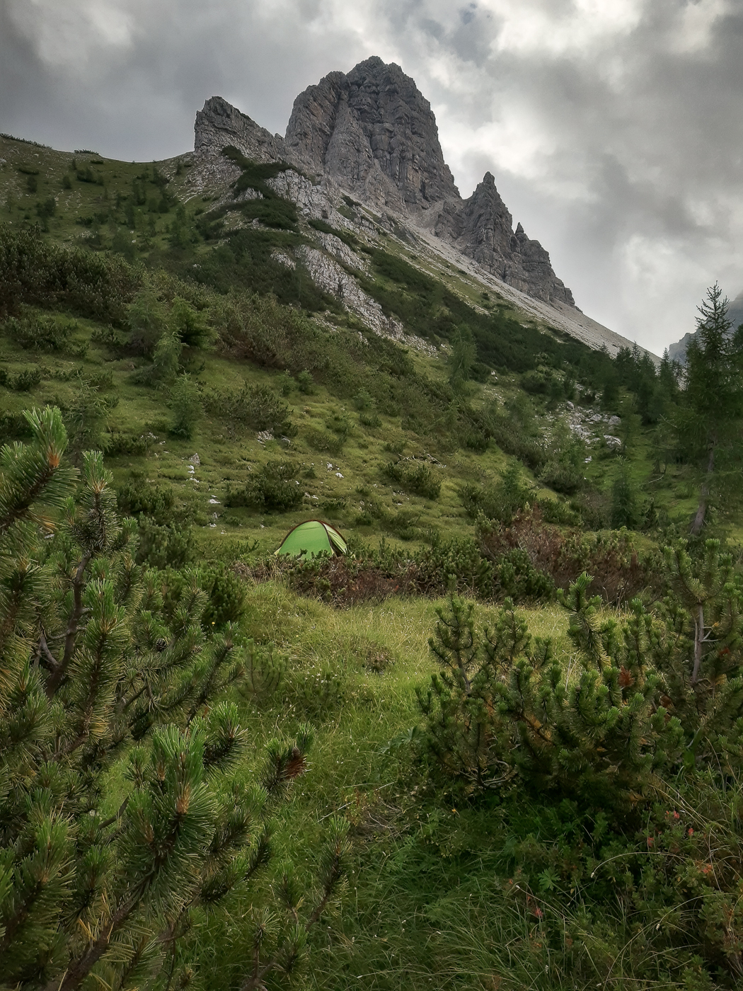 Letto di pini mughi nel Parco Naturale Dolomiti Friulane, Italia.