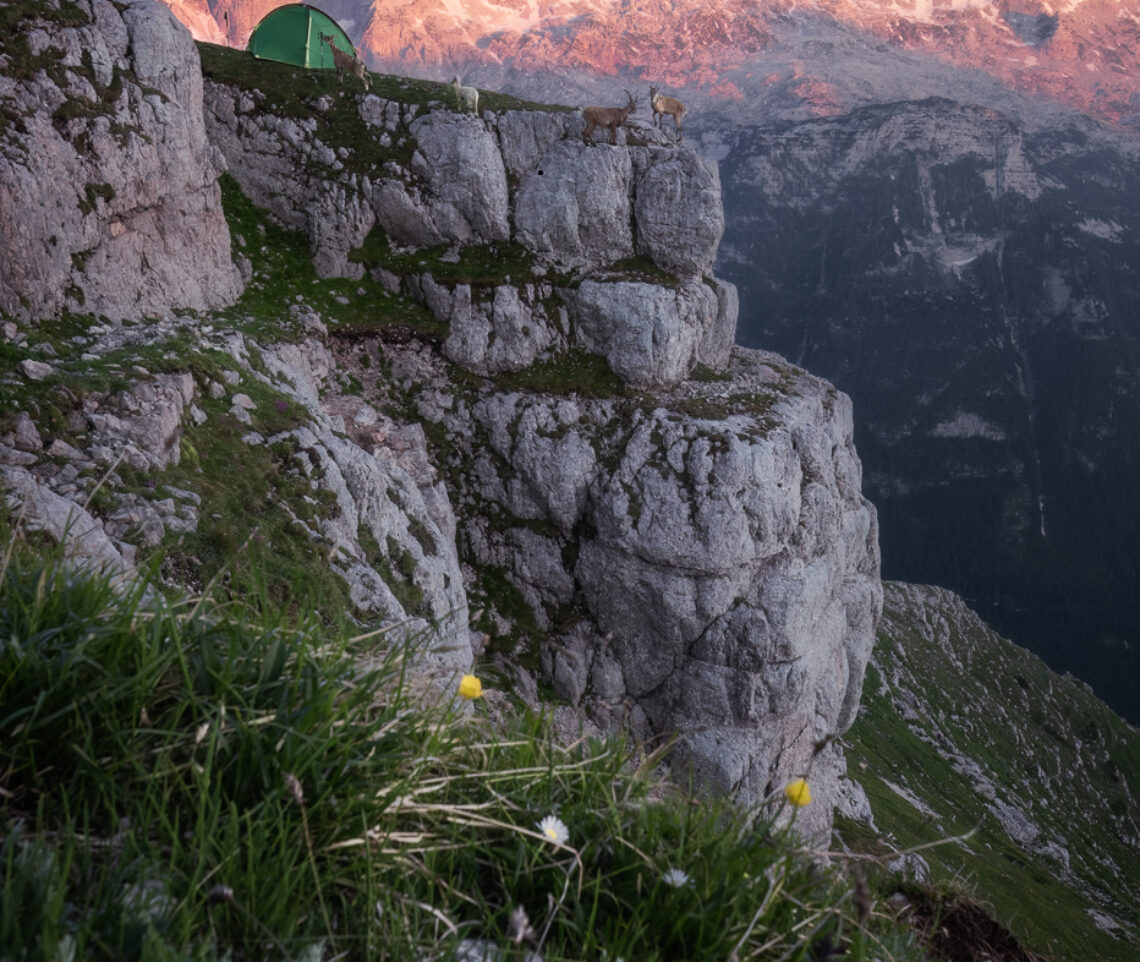 Non sono mai solo quassù. Alpi Giulie, Italia.