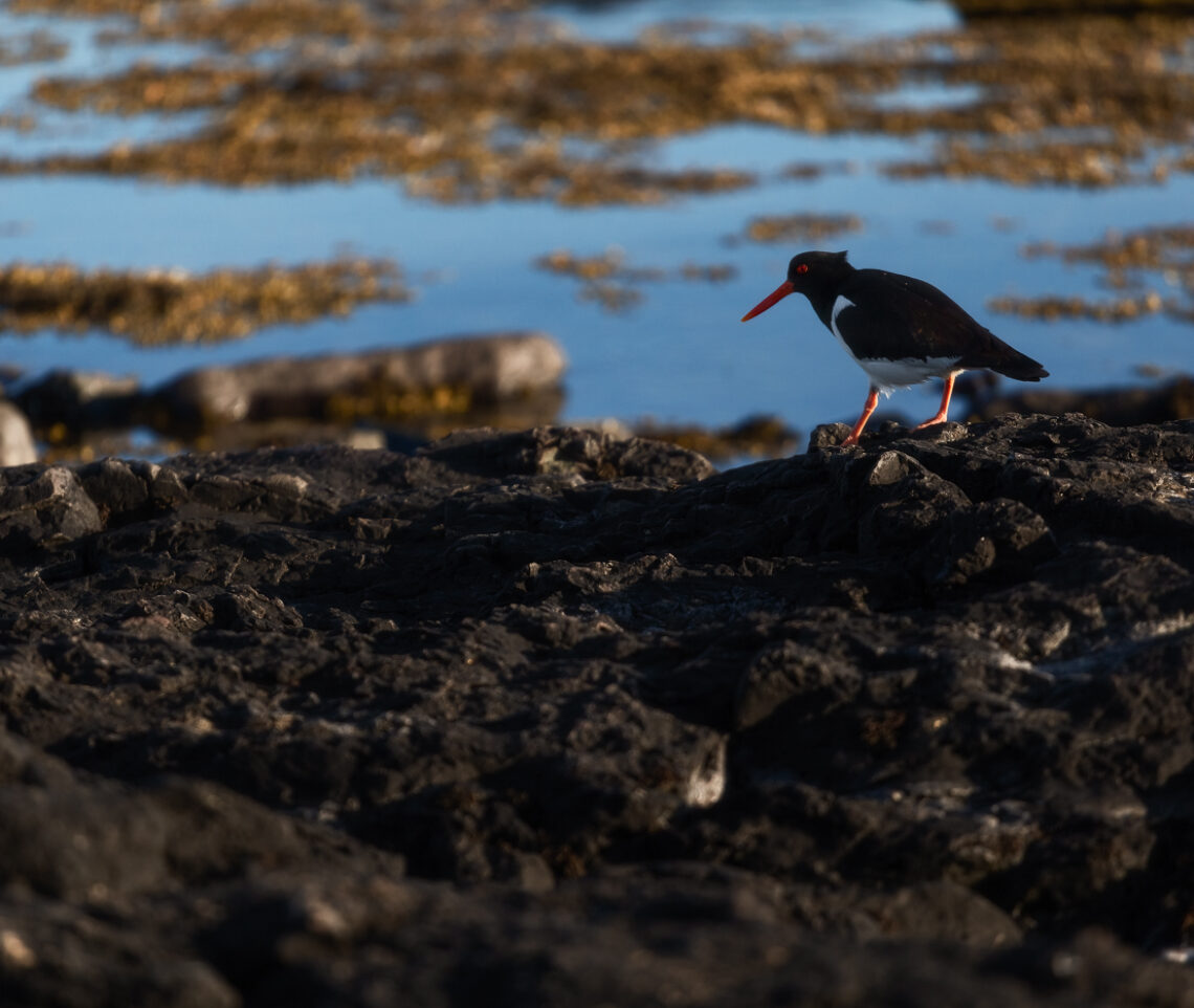 Beccaccia di mare (Haematopus ostralegus) in passerella. Snæfellsjökull National Park, Islanda.