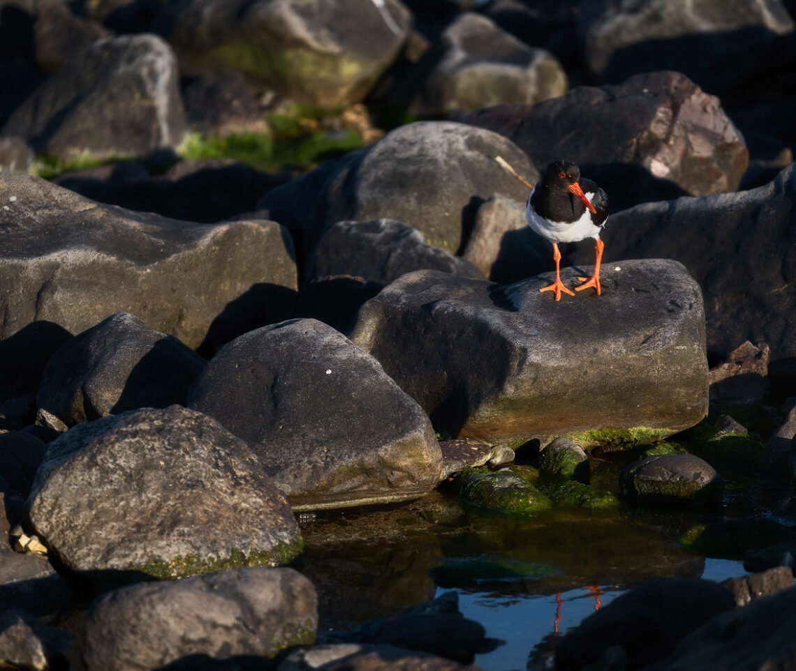 Una beccaccia di mare (Haematopus ostralegus) ammira il suo riflesso nelle acque islandesi. Snæfellsjökull National Park, Islanda.