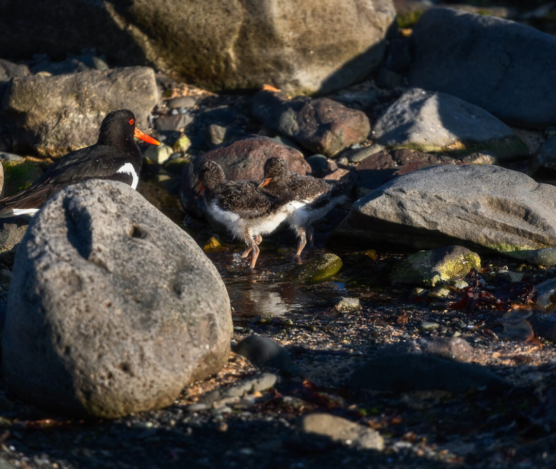 Famiglia di beccaccia di mare (Haematopus ostralegus). Snæfellsjökull National Park, Islanda.