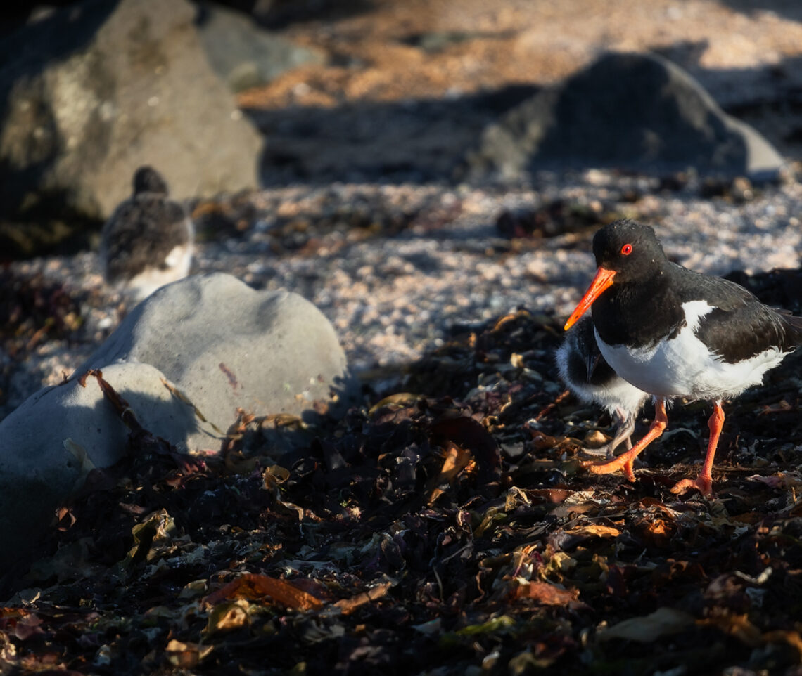 Inseparabili. Beccaccia di mare (Haematopus ostralegus). Snæfellsjökull National Park, Islanda.