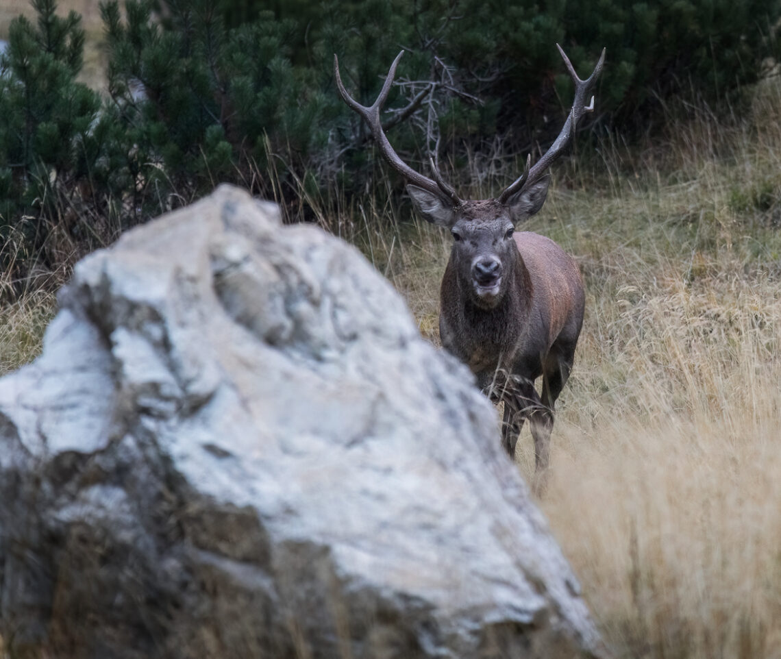 Cervo maschio (Cervus elaphus) furioso scende nell’arena degli amori con l’intento di affrontare i suoi sfidanti. Alpi Carniche, Italia.