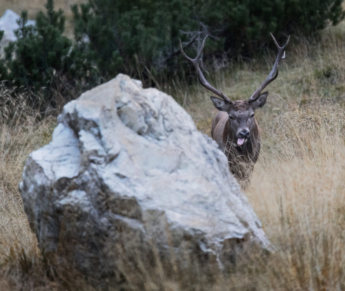 Quando si tratta di sfidare un pretendente in amore, i cervi più vigorosi non si tirano mai indietro. Cervo nobile (Cervus elaphus). Alpi Carniche, Italia.