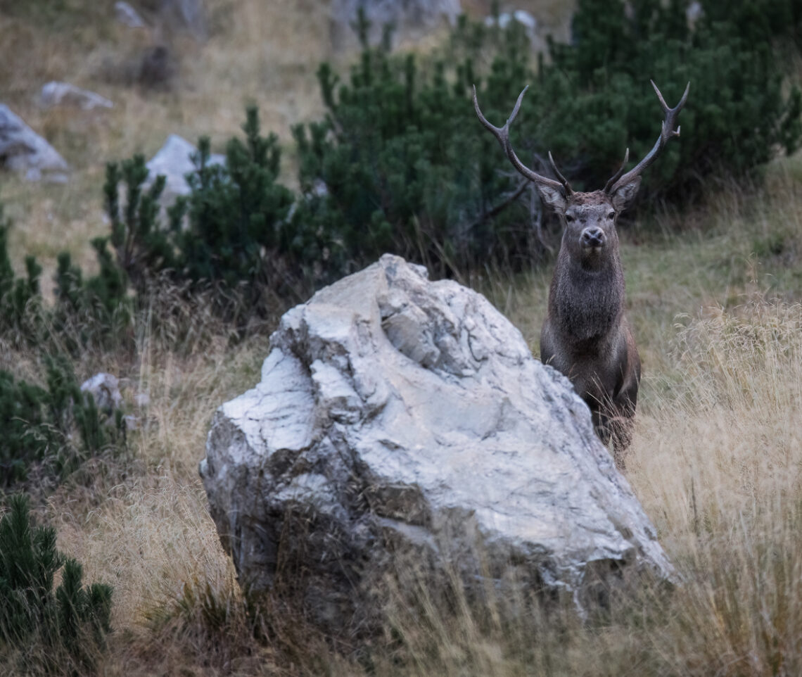 Tempo di bramito. Un cervo maschio (Cervus elaphus) in posa scultorea osserva nella mia direzione. Alpi Carniche, Italia.