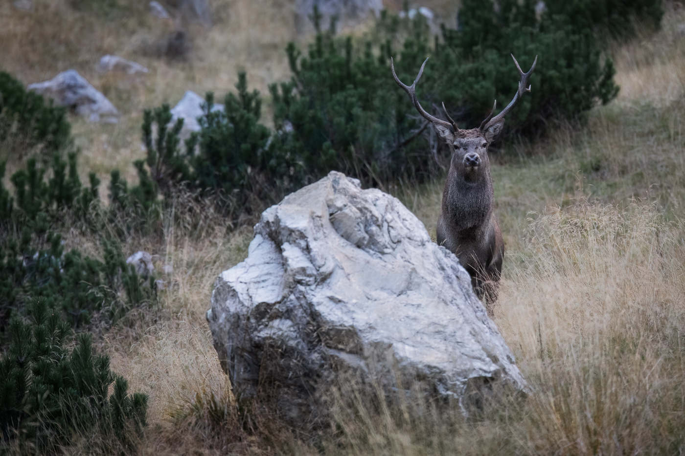 Tempo di bramito. Un cervo maschio (Cervus elaphus) in posa scultorea osserva nella mia direzione. Alpi Carniche, Italia.