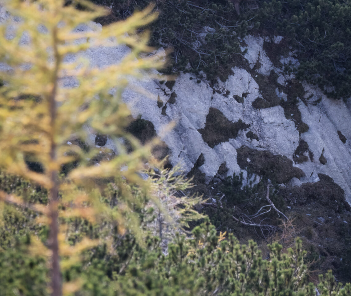 Cervo maschio (Cervus elaphus) bramisce tra i pini mughi. Alpi Carniche, Italia.