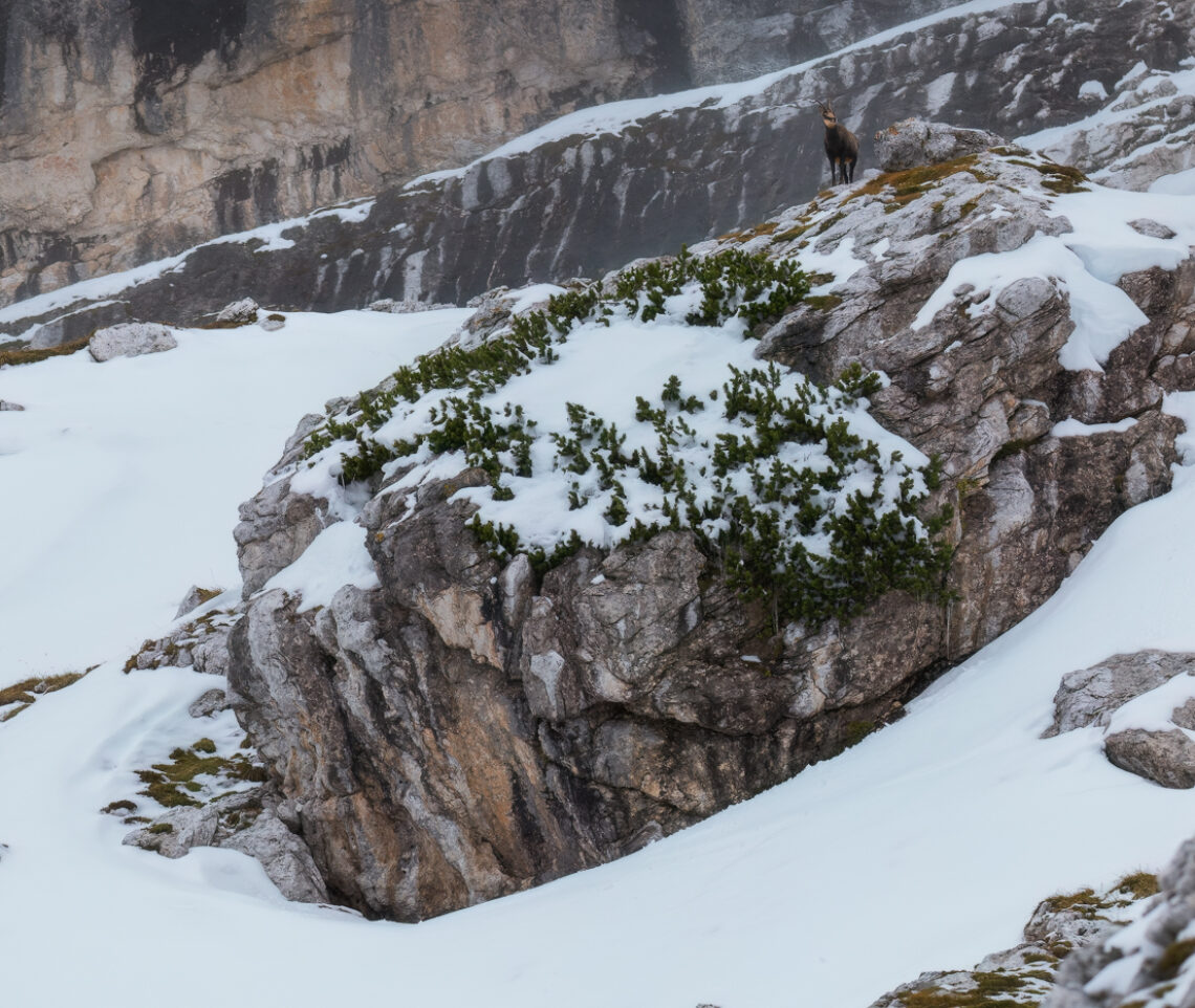 Camoscio alpino (Rupicapra rupicapra) sentinella. Alpi Giulie, Italia.