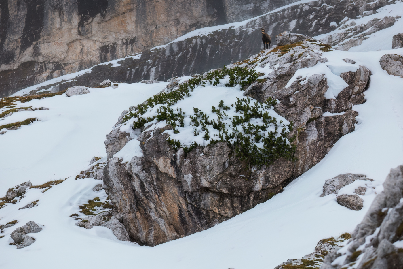 Camoscio alpino (Rupicapra rupicapra) sentinella. Alpi Giulie, Italia.