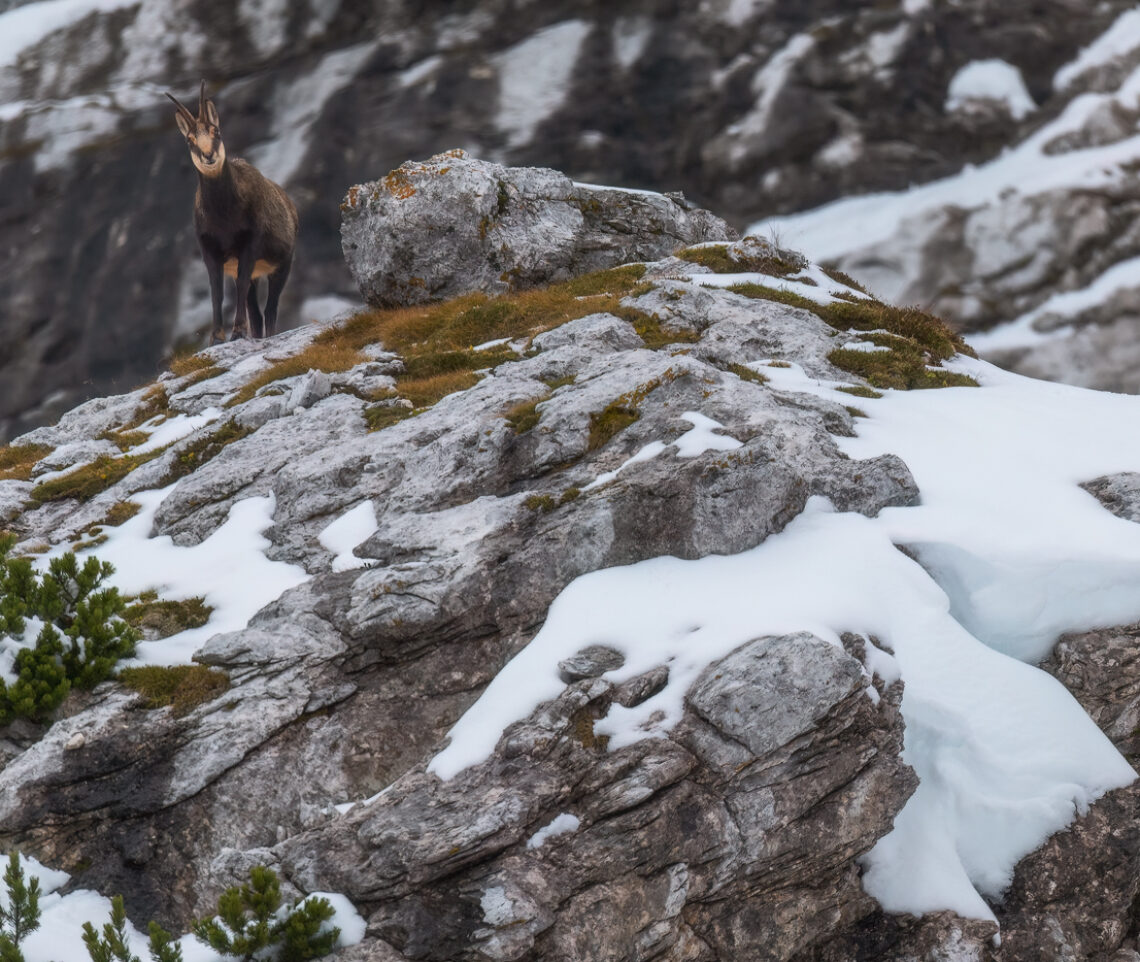 Si diradano le nuvole e i guardiani delle Alpi Giulie si manifestano all’improvviso. Camoscio Alpino (Rupicapra rupicapra). Alpi Giulie, Italia.