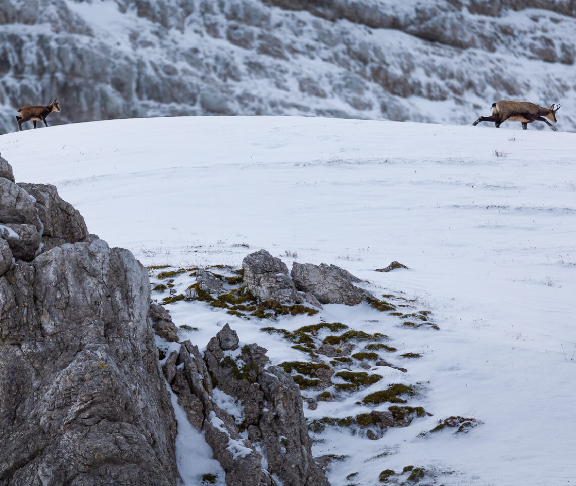 È difficile tenere il passo della madre nella prima neve fresca della stagione invernale. Camoscio alpino (Rupicapra rupicapra). Alpi Giulie, Italia.