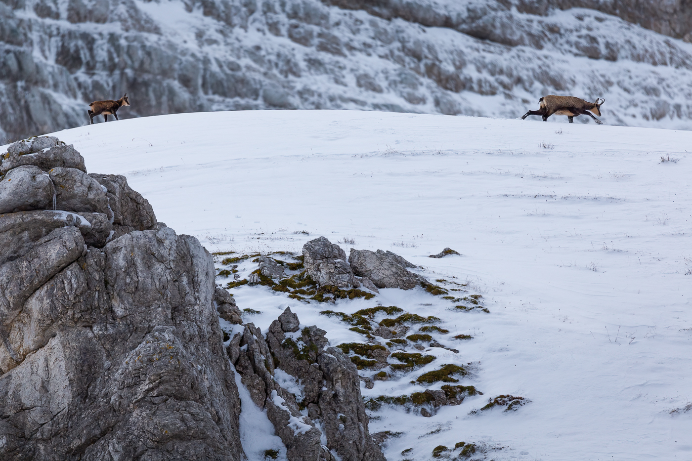 È difficile tenere il passo della madre nella prima neve fresca della stagione invernale. Camoscio alpino (Rupicapra rupicapra). Alpi Giulie, Italia.