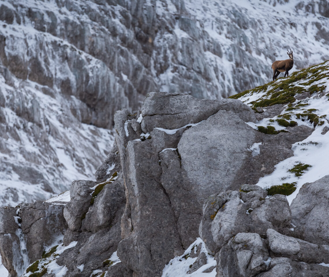 Ammirare il camoscio alpino (Rupicapra rupicapra) nei suoi habitat innevati è sempre straordinario. Alpi Giulie, Italia.