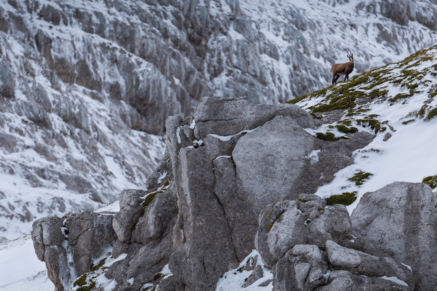 Ammirare il camoscio alpino (Rupicapra rupicapra) nei suoi habitat innevati è sempre straordinario. Alpi Giulie, Italia.