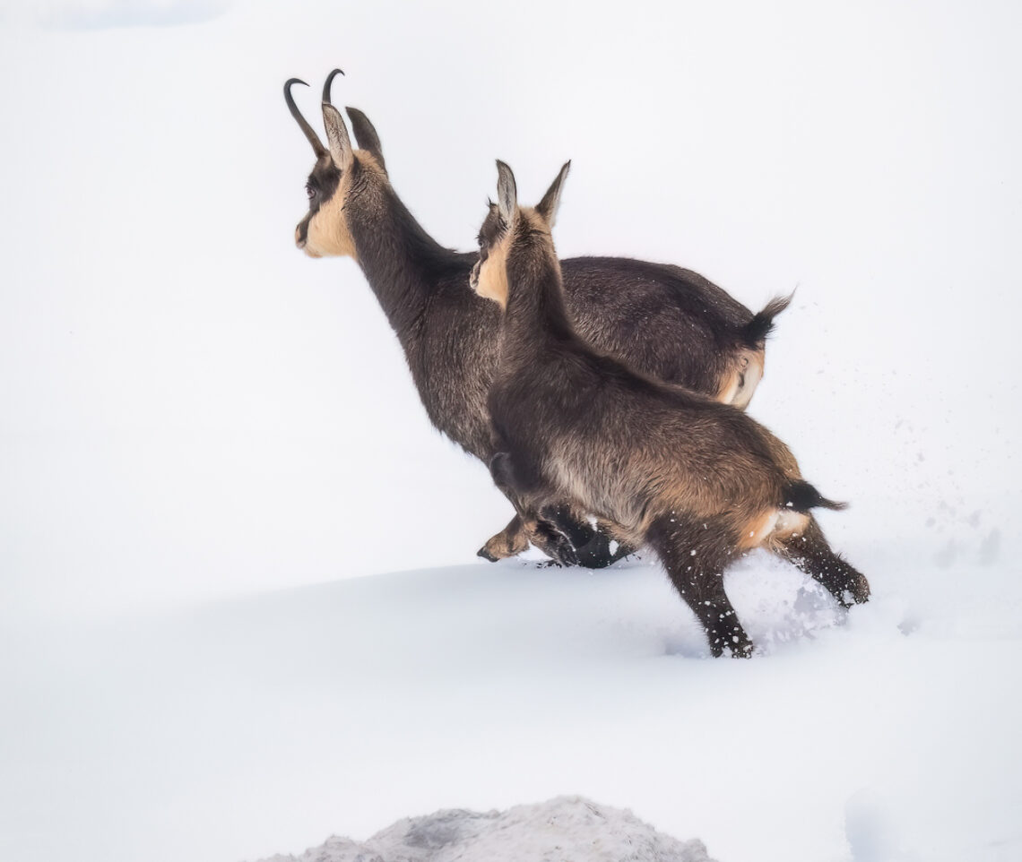 Madre e piccolo di camoscio alpino (Rupicapra rupicapra) fuggono nella neve profonda, immersi in un paesaggio candido e silenzioso. Alpi Giulie, Italia.