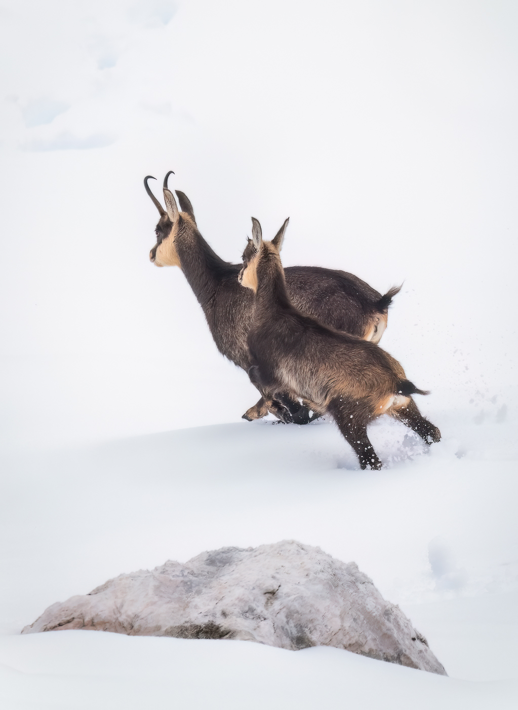 Madre e piccolo di camoscio alpino (Rupicapra rupicapra) fuggono nella neve profonda, immersi in un paesaggio candido e silenzioso. Alpi Giulie, Italia.