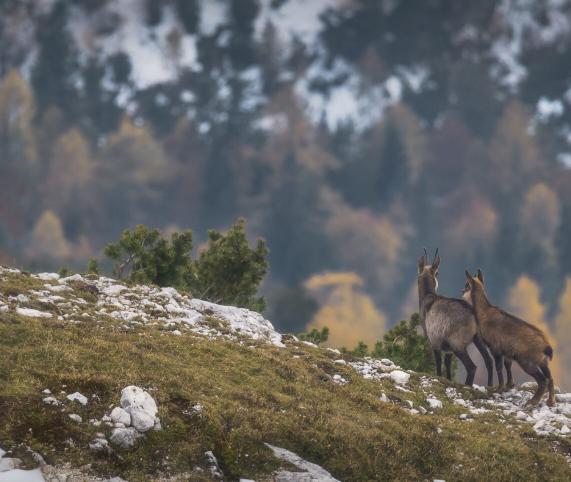 La tenerezza incontra le magiche cromie autunnali delle Alpi. Camoscio alpino (Rupicapra rupicapra). Alpi Giulie, Italia.