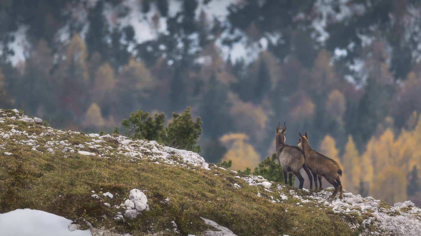 La tenerezza incontra le magiche cromie autunnali delle Alpi. Camoscio alpino (Rupicapra rupicapra). Alpi Giulie, Italia.
