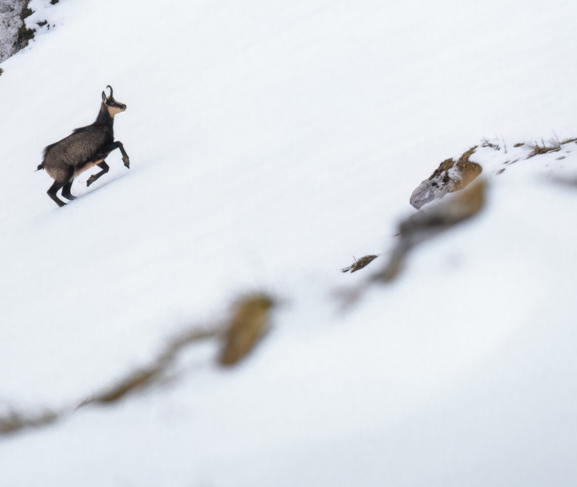 La danza sulla neve del camoscio alpino (Rupicapra rupicapra). Alpi Giulie, Italia.