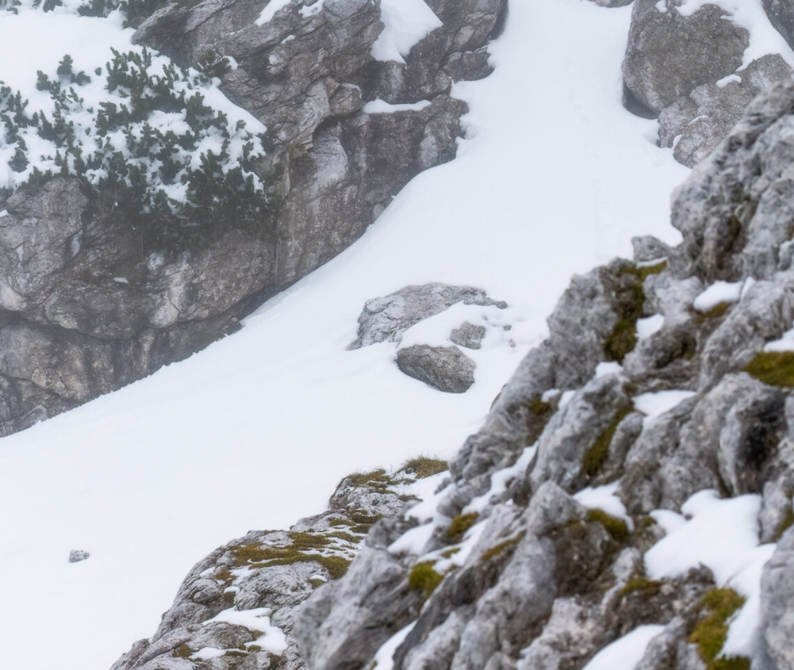 Uno squarcio nella nebbia rivela una sagoma inconfondibile. Camoscio alpino (Rupicapra rupicapra). Alpi Giulie, Italia.