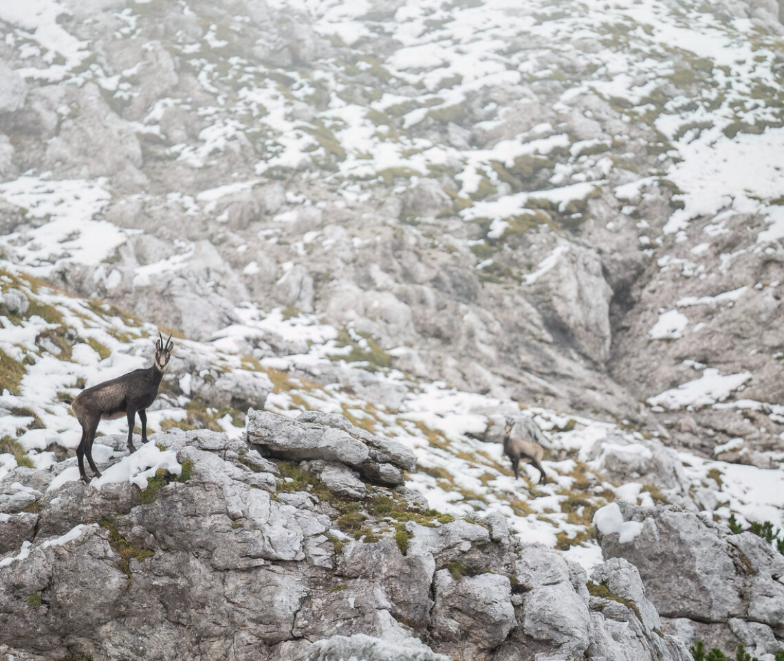 Una sentinella dà l’allarme all’intero gruppo: c’è un intruso. Camoscio alpino (Rupicapra rupicapra). Alpi Giulie, Italia.