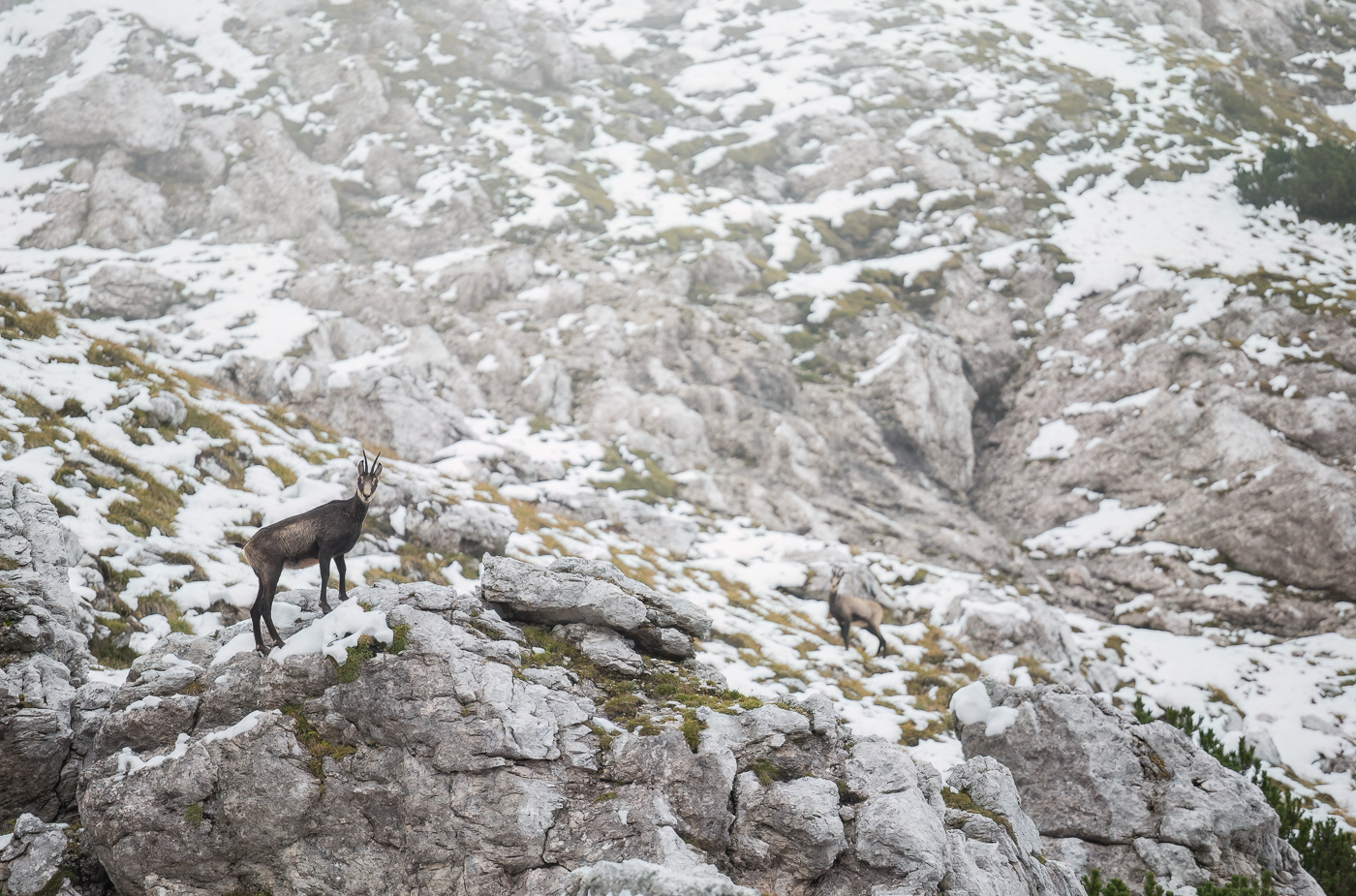 Una sentinella dà l’allarme all’intero gruppo: c’è un intruso. Camoscio alpino (Rupicapra rupicapra). Alpi Giulie, Italia.