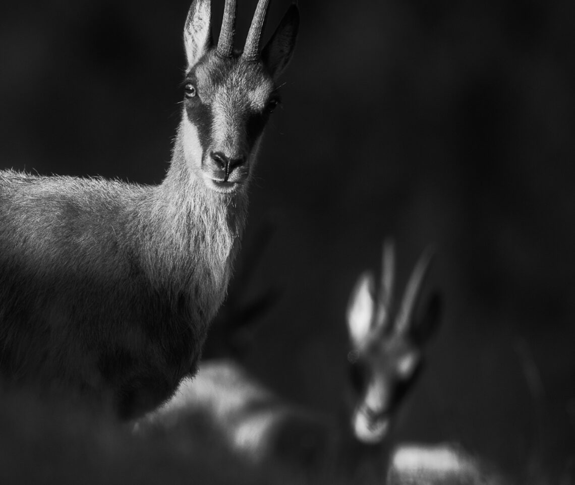 Le prime luci del mattino smascherano i funamboli dei Monti Sibillini. Camoscio appenninico (Rupicapra pyrenaica ornata). Monti Sibillini, Italia.