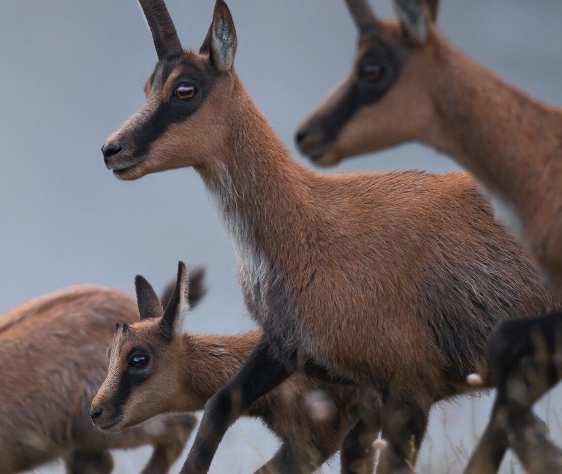 Un giovanissimo camoscio appenninico (Rupicapra pyrenaica ornata) non si separa nemmeno un istante dalla madre. Parco Nazionale dei Monti Sibillini, Italia.