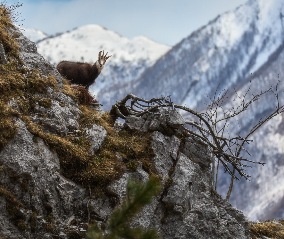 Dagli erti pendii di roccia e terrazze erbose dei gruppi montuosi delle Prealpi Giulie, ecco palesarsi un camoscio alpino (Rupicapra rupicapra). Parco Naturale Prealpi Giulie, Italia.