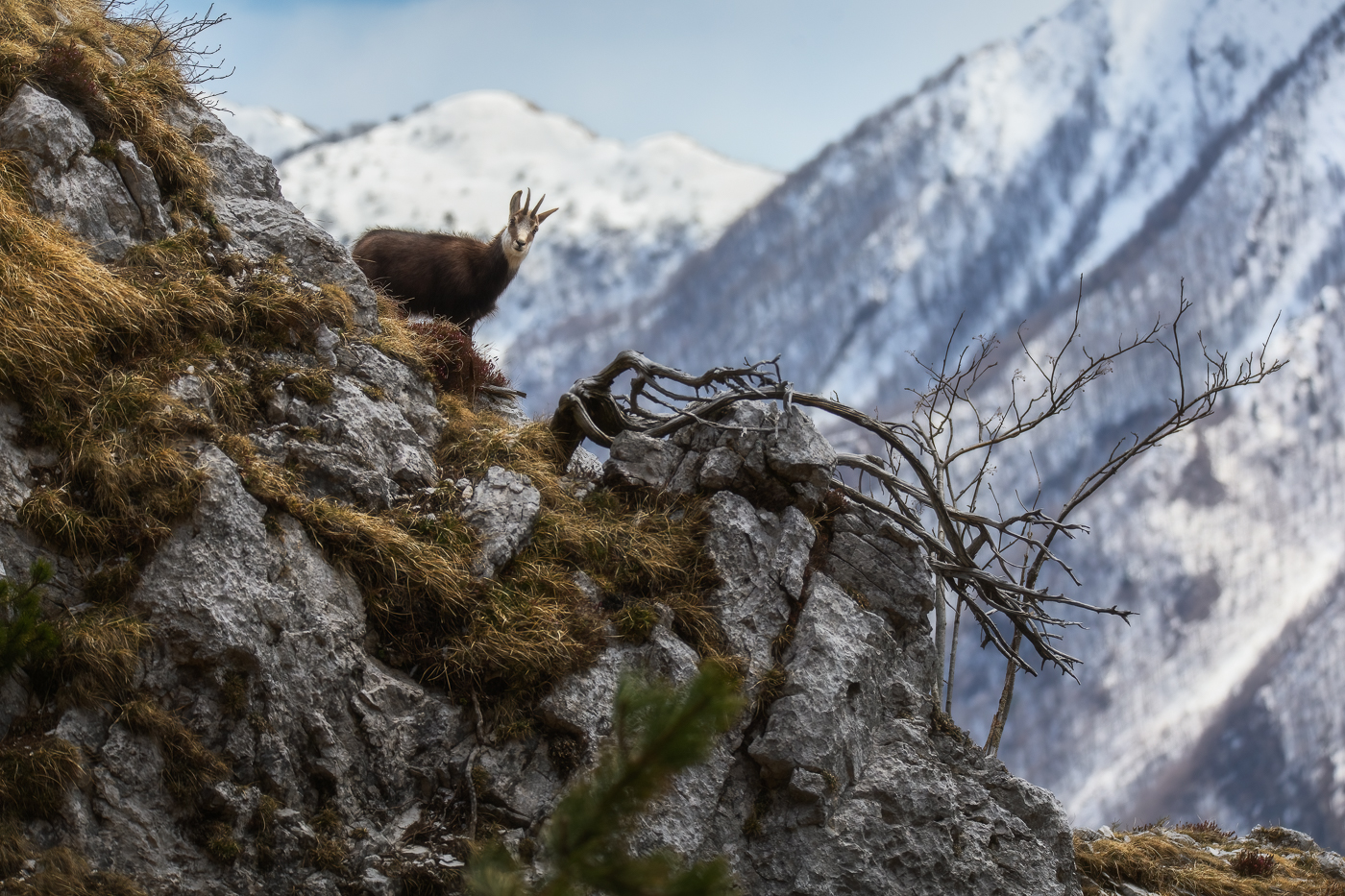 Dagli erti pendii di roccia e terrazze erbose dei gruppi montuosi delle Prealpi Giulie, ecco palesarsi un camoscio alpino (Rupicapra rupicapra). Parco Naturale Prealpi Giulie, Italia.