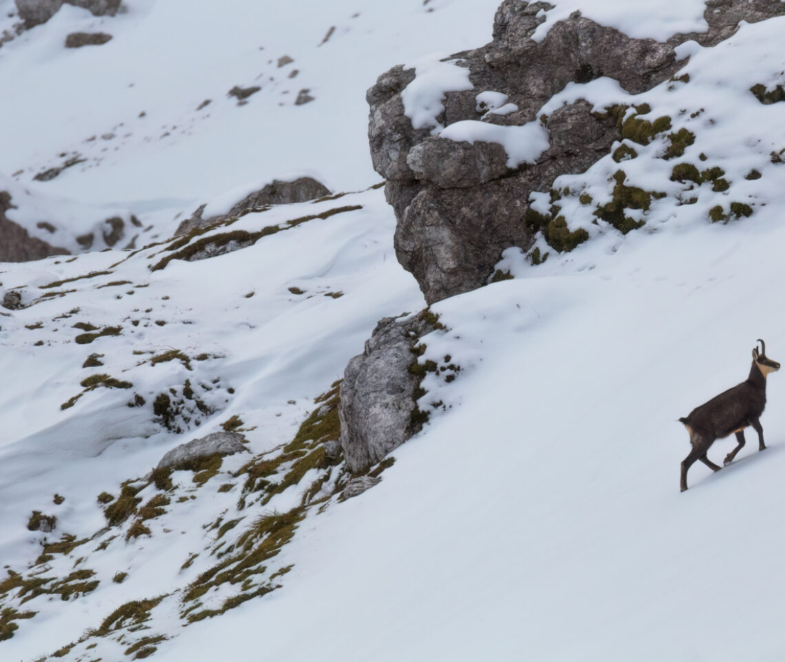 Camoscio alpino (Rupicapra rupicapra) risale i pendii innevati delle Alpi Giulie, Italia.