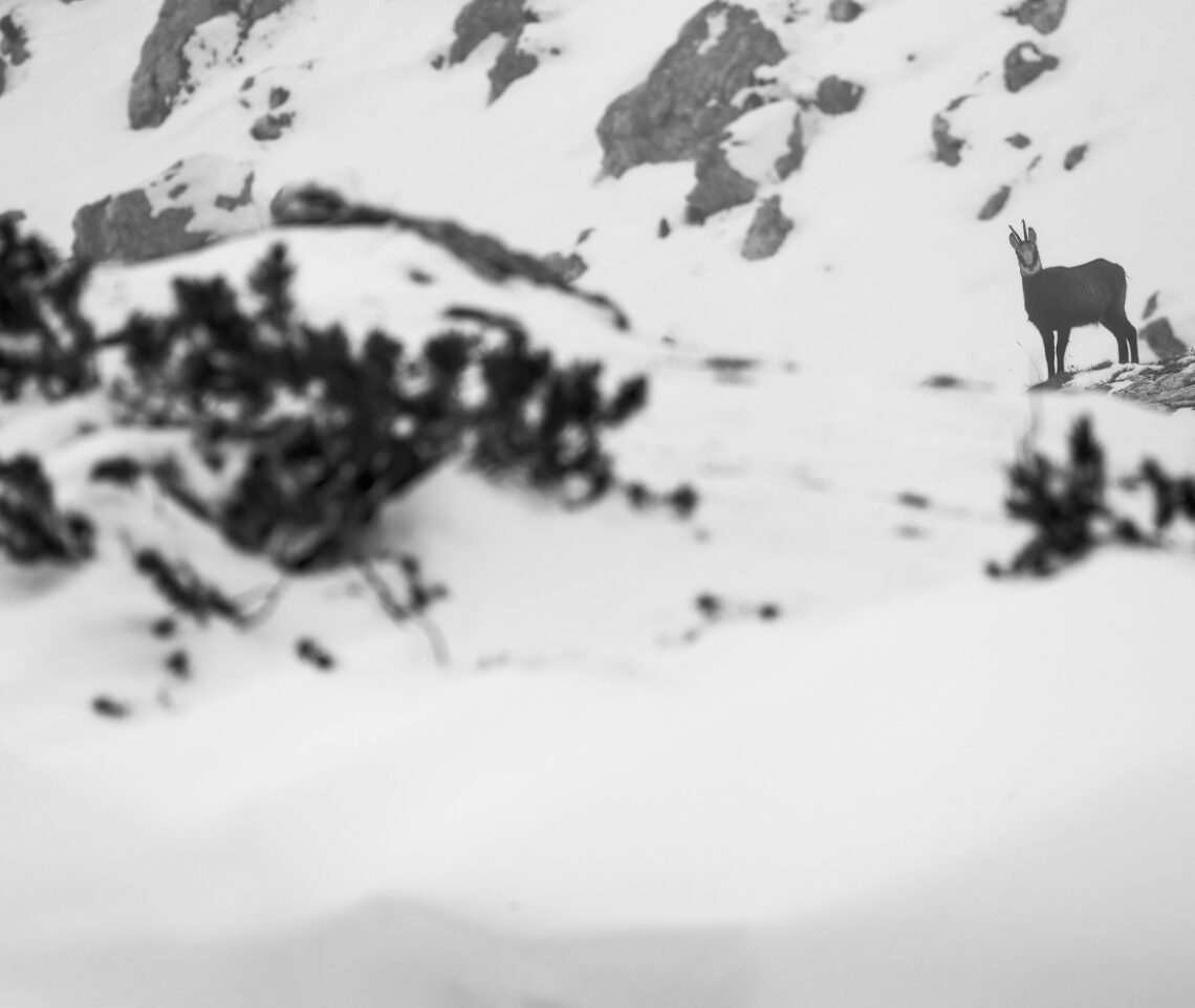 Una sagoma scura colora il paesaggio immacolato. Camoscio alpino (Rupicapra rupicapra). Alpi Giulie, Italia.