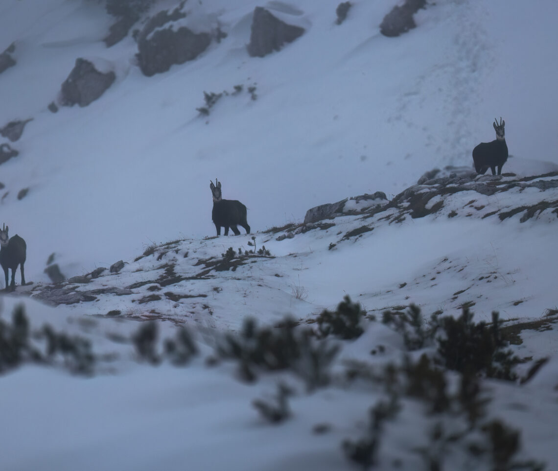 È quasi buio nei versanti innevati delle Alpi Giulie. Tre camosci alpini (Rupicapra rupicapra) mi osservano. Alpi Giulie, Italia.