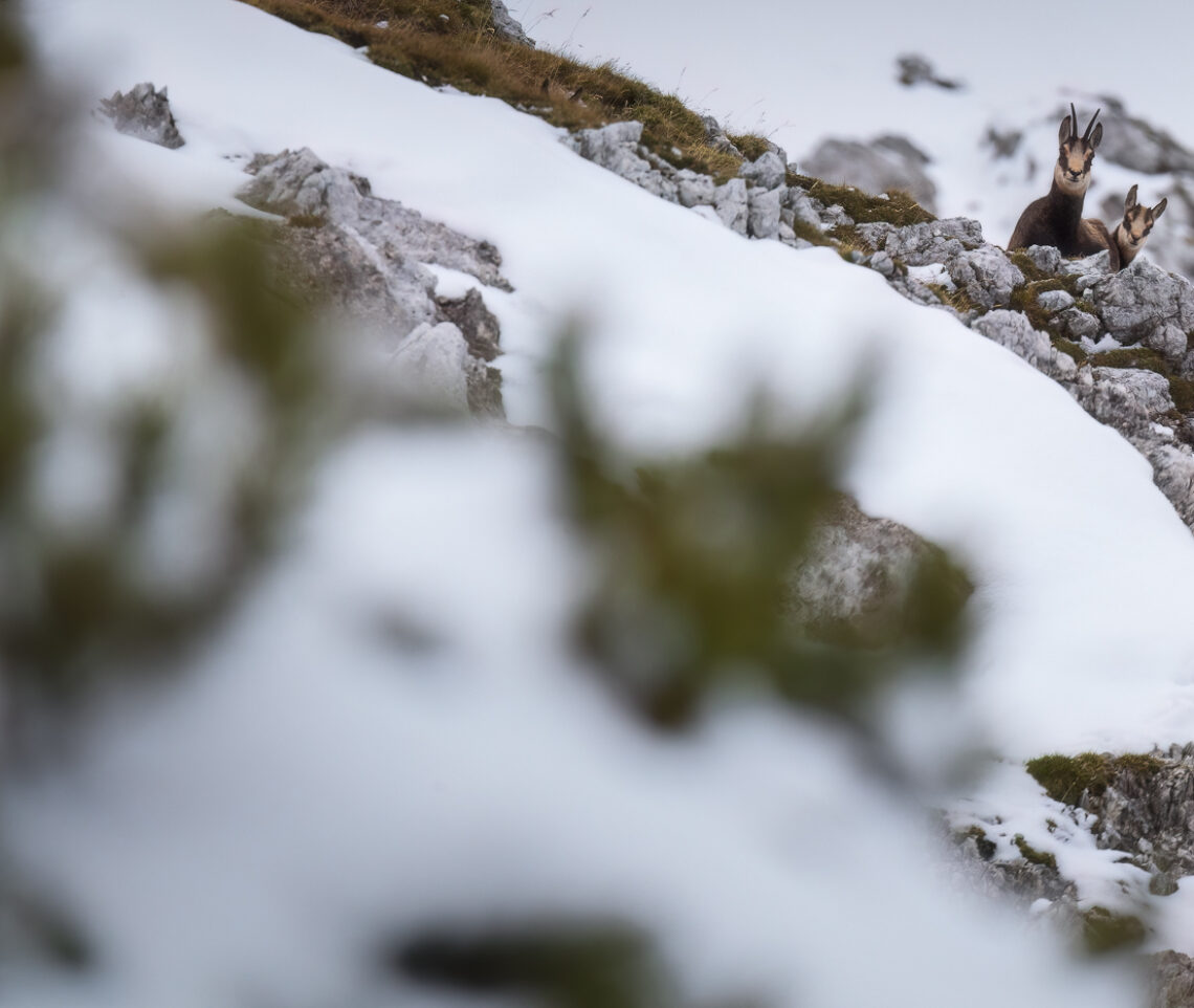 Madre e piccolo di camoscio alpino (Rupicapra rupicapra) controllano tutti i miei movimenti. Alpi Giulie, Italia.