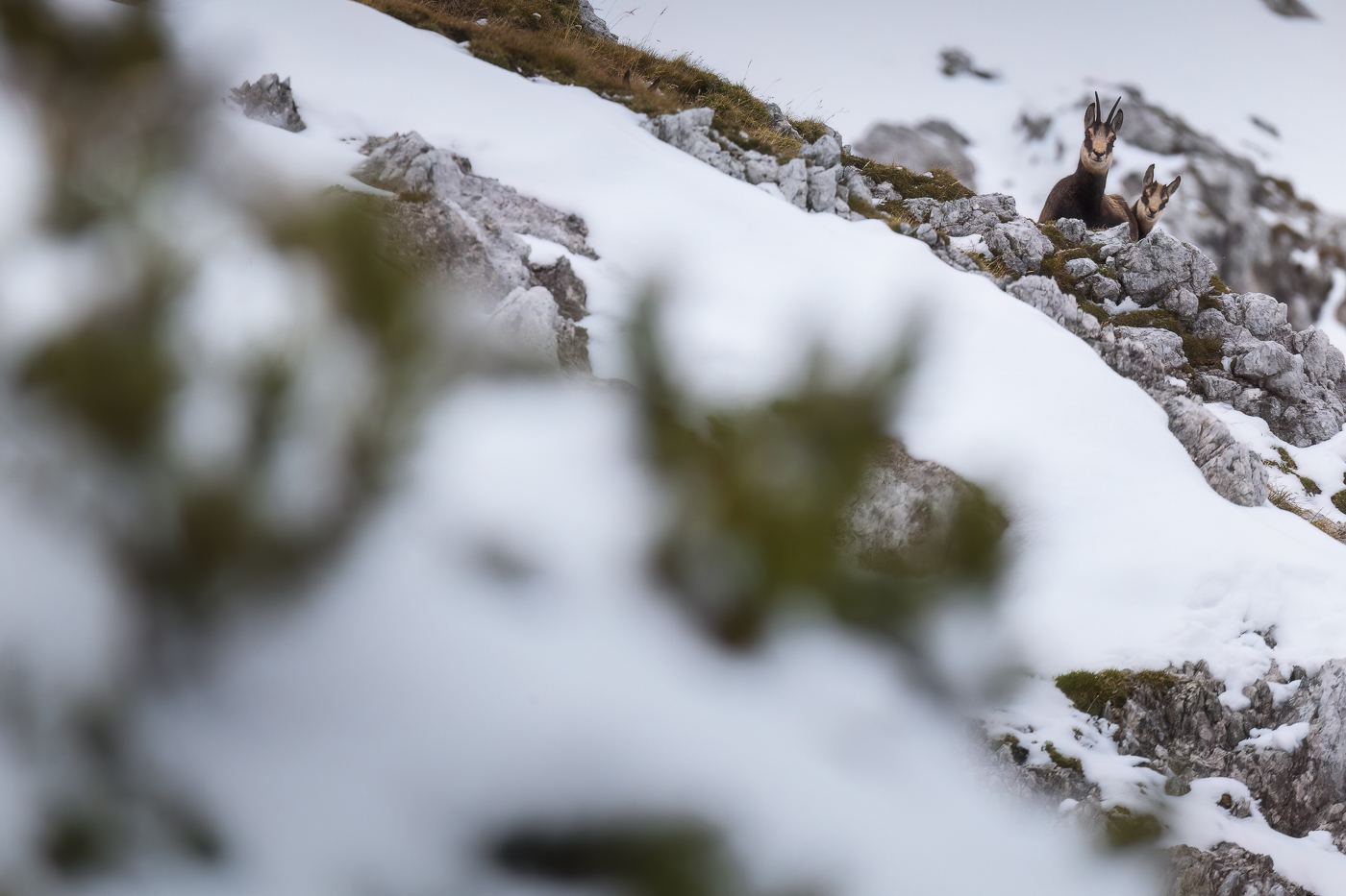 Madre e piccolo di camoscio alpino (Rupicapra rupicapra) controllano tutti i miei movimenti. Alpi Giulie, Italia.