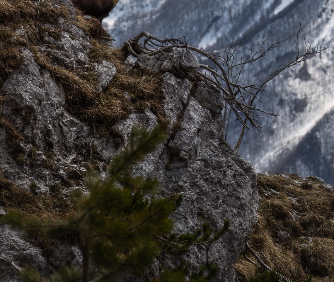 Camoscio alpino (Rupicapra rupicapra) sui ripidi versanti montuosi delle cime del Parco Naturale delle Prealpi Giulie, Italia.